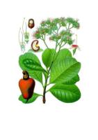 موسوعة النباتات الطبية و النباتات السامة و المسرطنة B.pdf